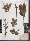 Foto von Salix cinerea L. x Salix nigricans Sm.